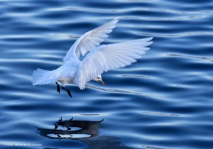 Ivory Gull Svartnes harbour Vardø march22nd 2015 in flight over water sign © Amundsen Biotope