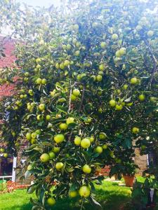 apple tree