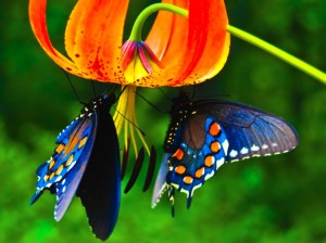 Beautiful_cool_butterfly_Wallpaper-1024x768 (1)