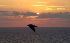 bird in route