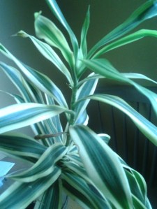 flower 2