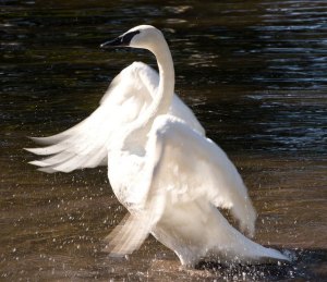 rising swan