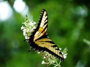 Yellow_monarch_butterfly_Wallpaper_
