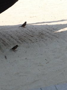 bird in the sand