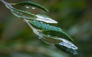 november-rain-olive-lg