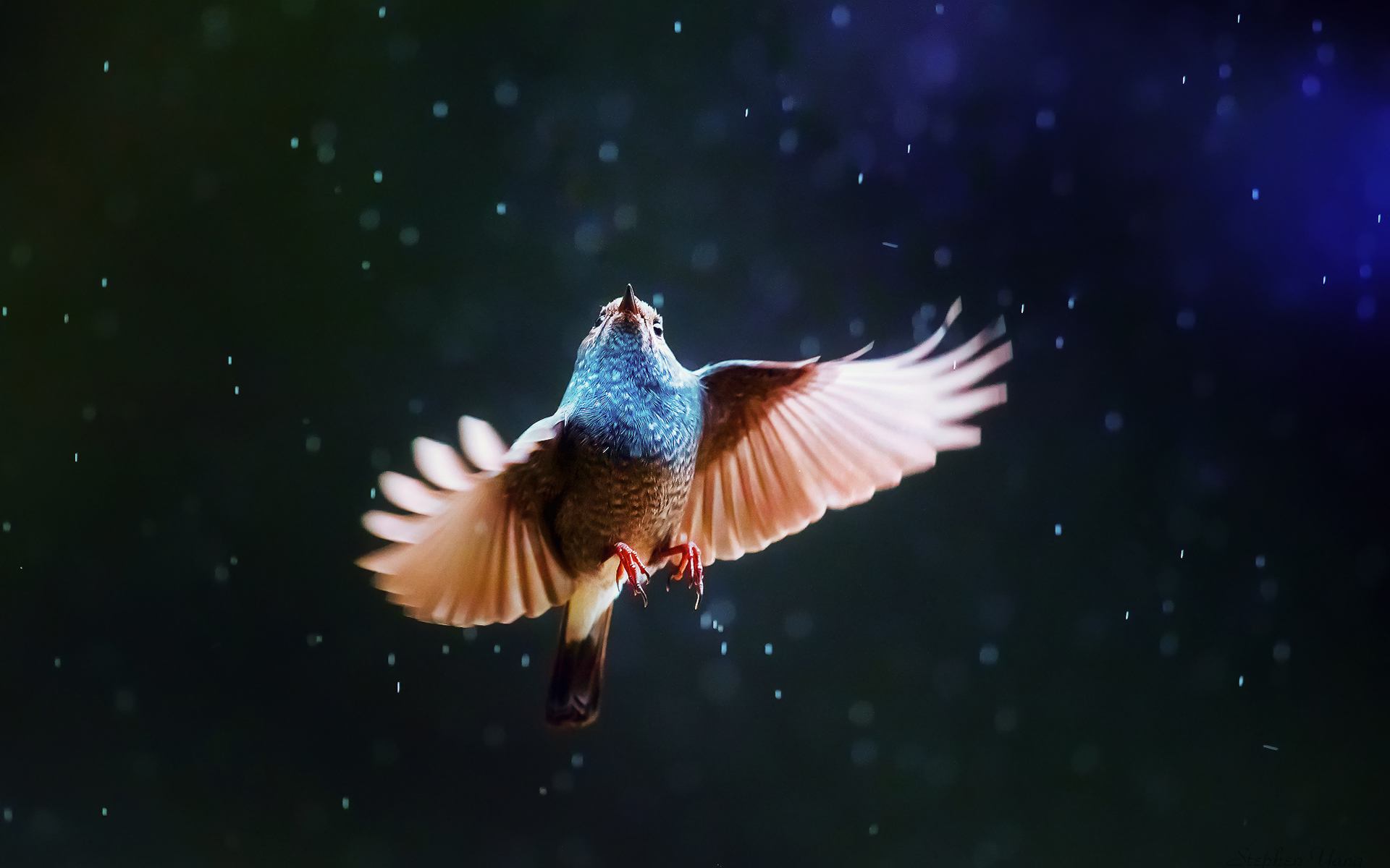 twisting bird