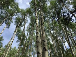 trees looking up