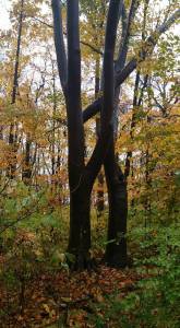 trees wet