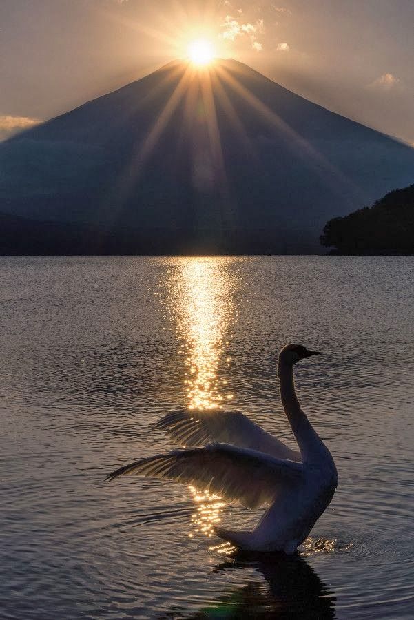 swan rise now