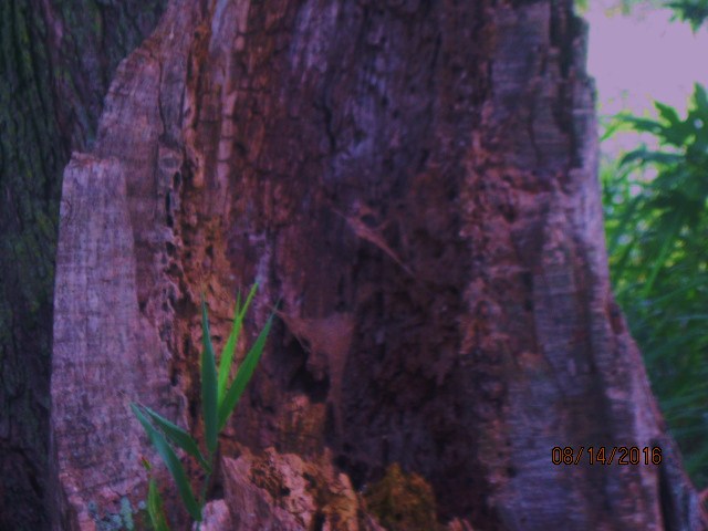 rainy day Aug 15th 008