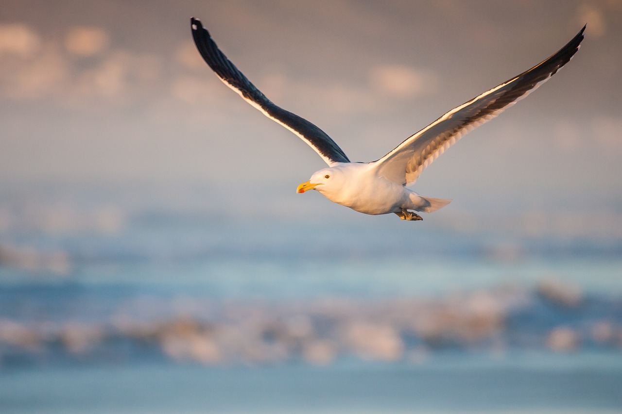 kelp-gull-in-flight-3105690_1280