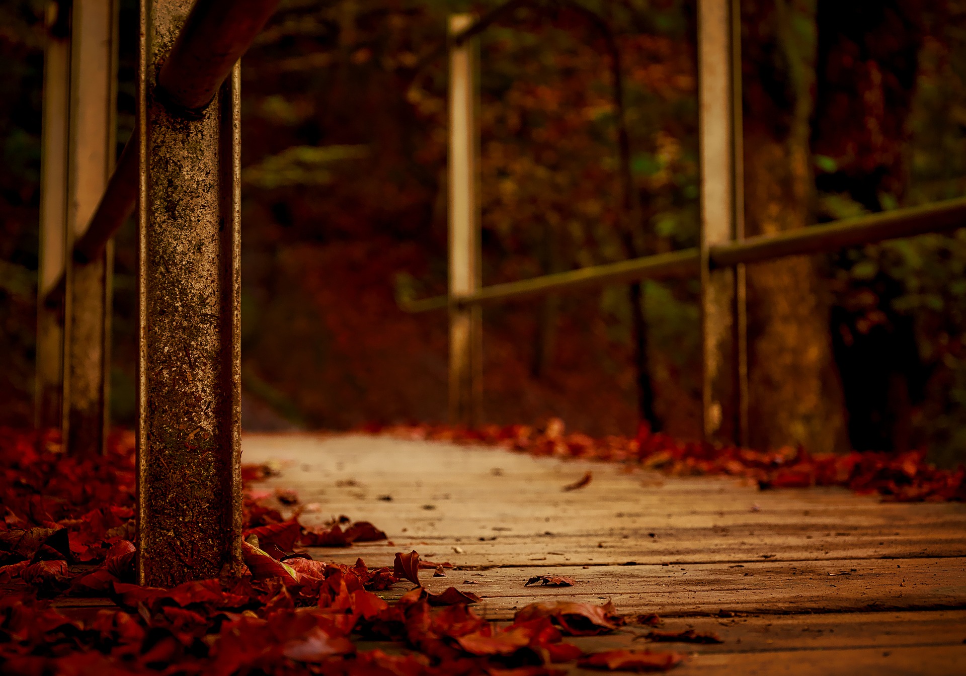 autumn-1768710_1920