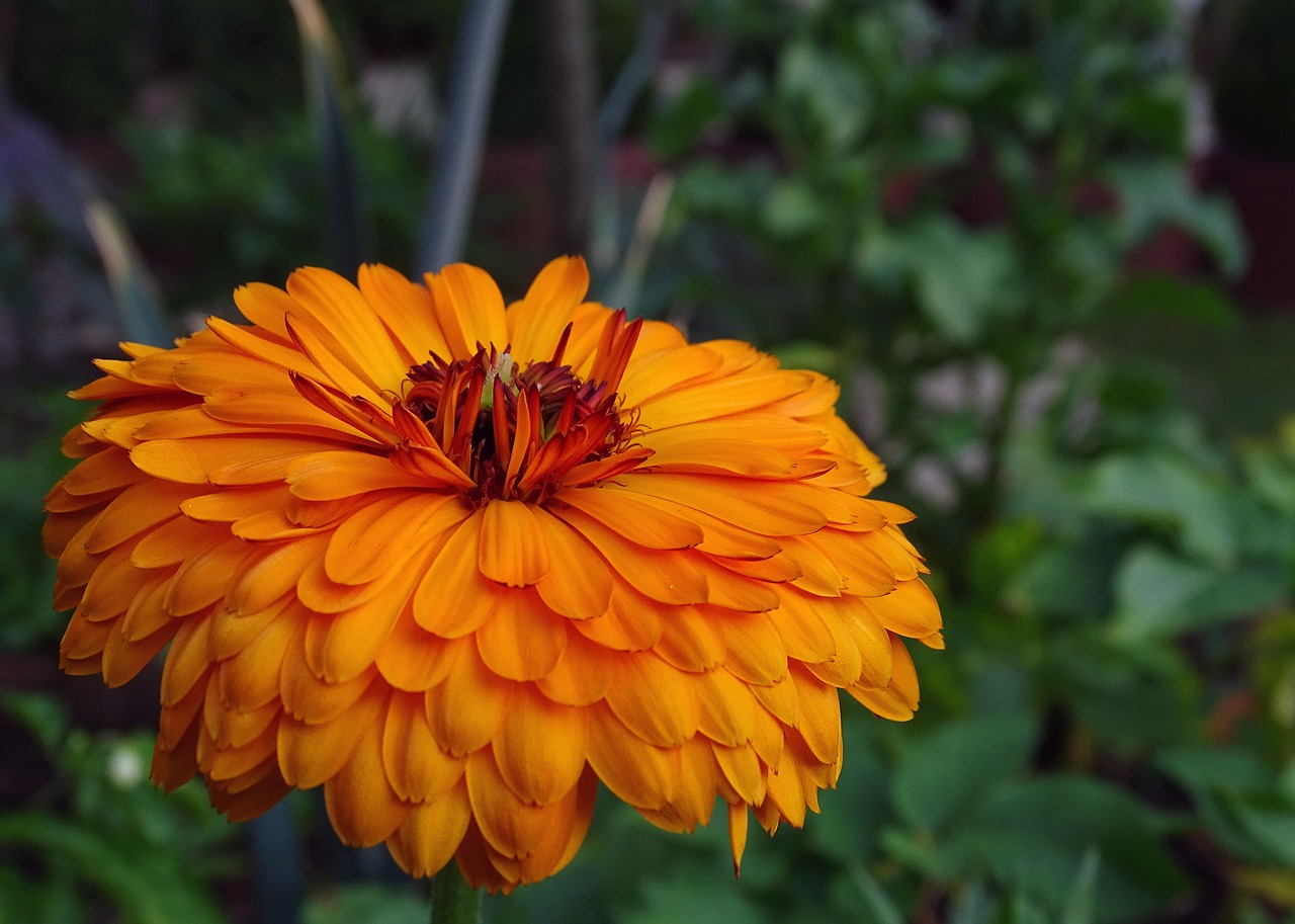 marigold-3560214_1280.jpg