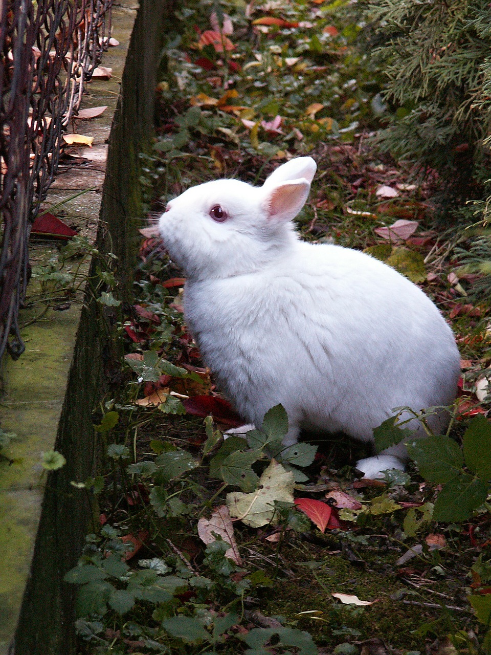 rabbit-94227_1280.jpg