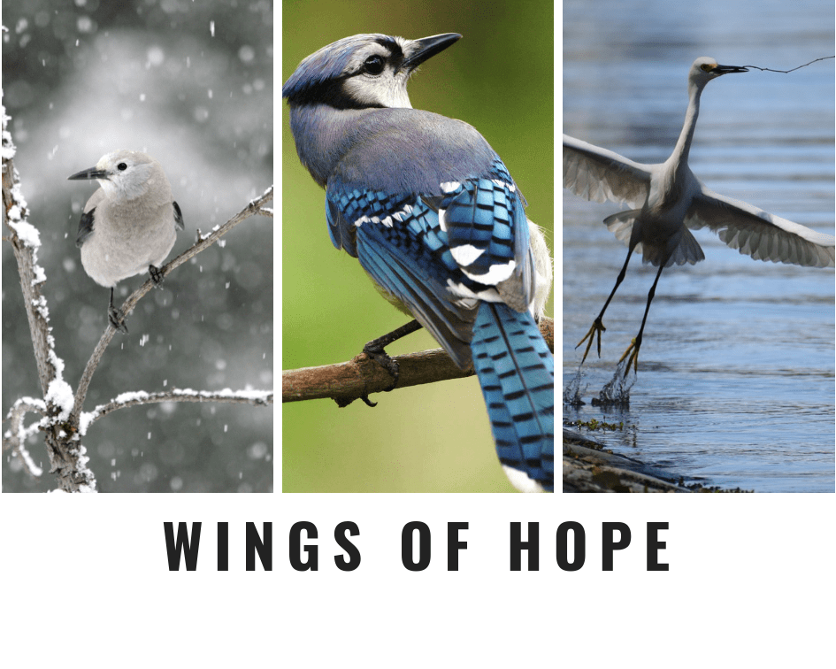 Wings OfHope (1)